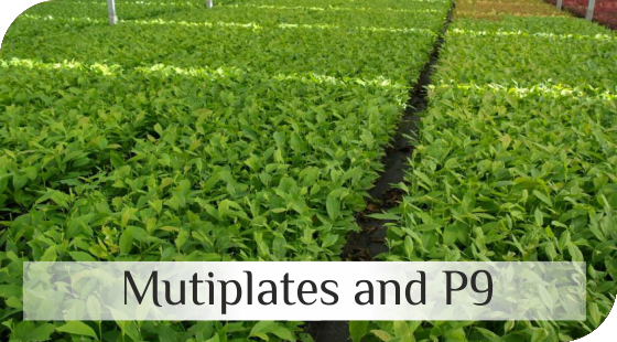 Shrubs in P9 and multiplates from Dutch nurseries