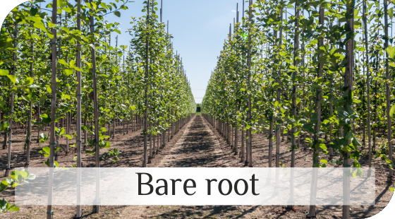 Bare root trees from Dutch nurseries