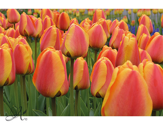 Tulips - Flower Bulbs from the Netherlands