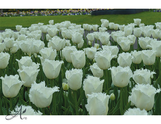 Tulips assortment - Flower Bulbs from the Netherlands